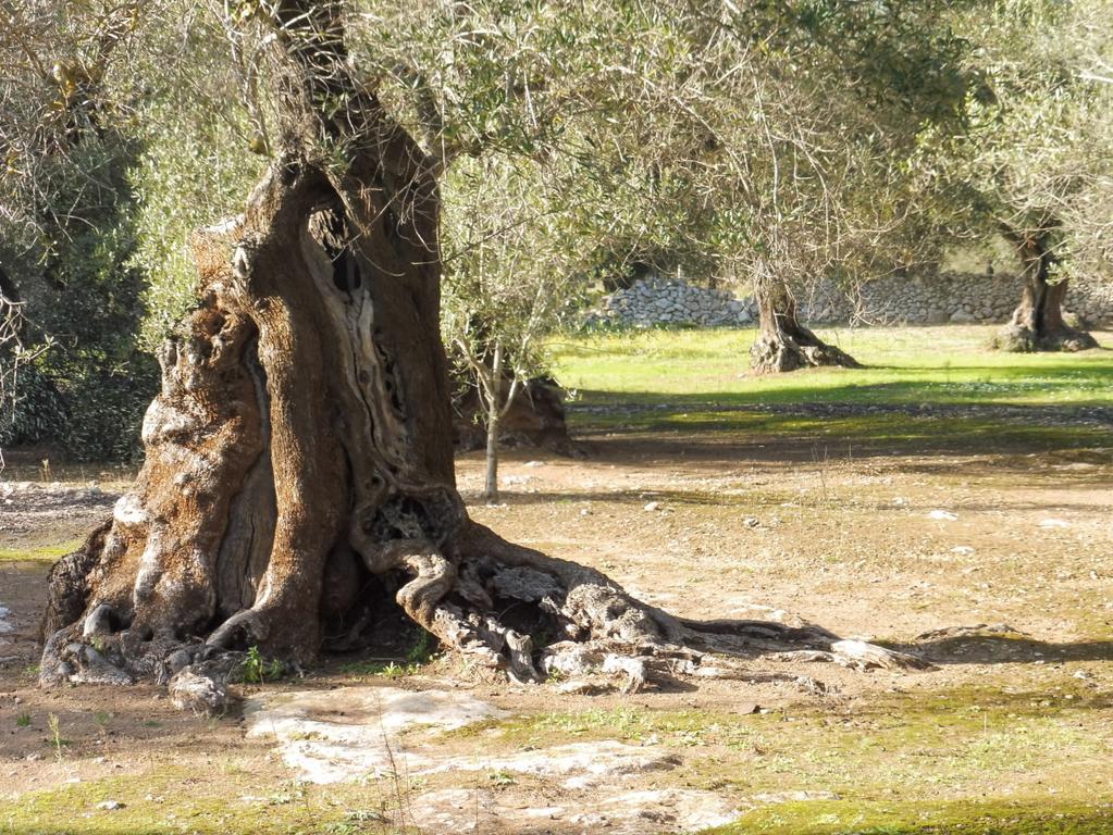 Masseria Bagnara Resort & Spa มารีนา ดี ลิซซาโน ภายนอก รูปภาพ